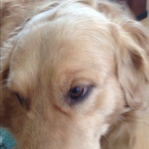 Meet your Posher, Shane